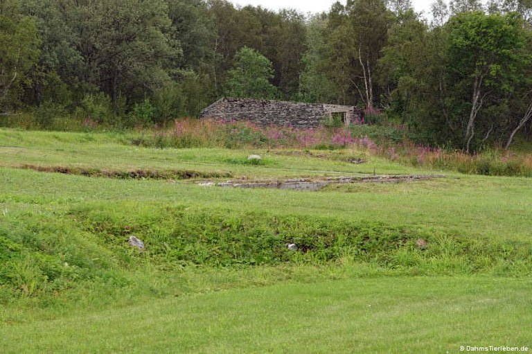 Gefangenenlager in Trondenes