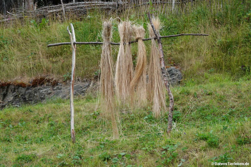 Der Flachs wird getrocknet