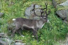 Eurasisches Tundrarentier (Rangifer tarandus tarandus) in Honningsvåg, Norwegen