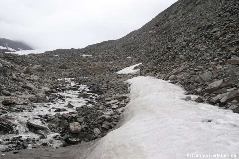 Endmoräne Longyearbyen