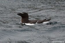 Tordalk (Alca torda) in Gjesværstappan, Norwegen