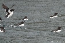 Tordalke (Alca torda) in Gjesværstappan, Norwegen