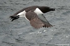 Tordalk (Alca torda) in Gjesværstappan, Norwegen