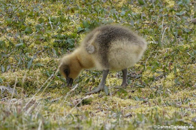 Anser brachyrhynchus