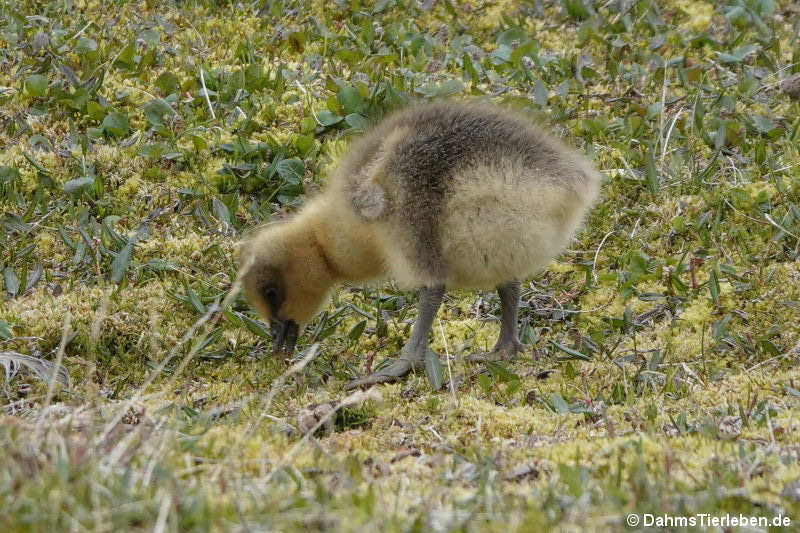 Anser brachyrhynchus