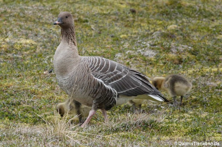 Anser brachyrhynchus