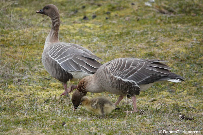 Kurzschnabelgänse (Anser brachyrhynchus)