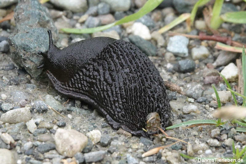 Schwarze Wegschnecke (Arion ater)