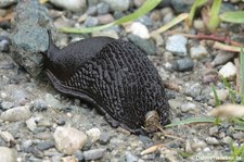 Schwarze Wegschnecke (Arion ater) in Trontheim, Norwegen