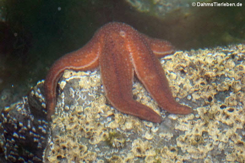 Gemeiner Seestern (Asterias rubens)