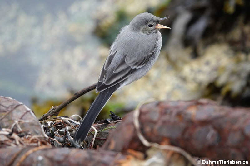 junge Bachstelze (Motacilla alba alba)