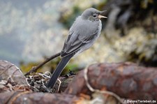 junge Bachstelze (Motacilla alba alba) in Harstad, Norwegen