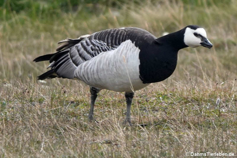 Branta leucopsis