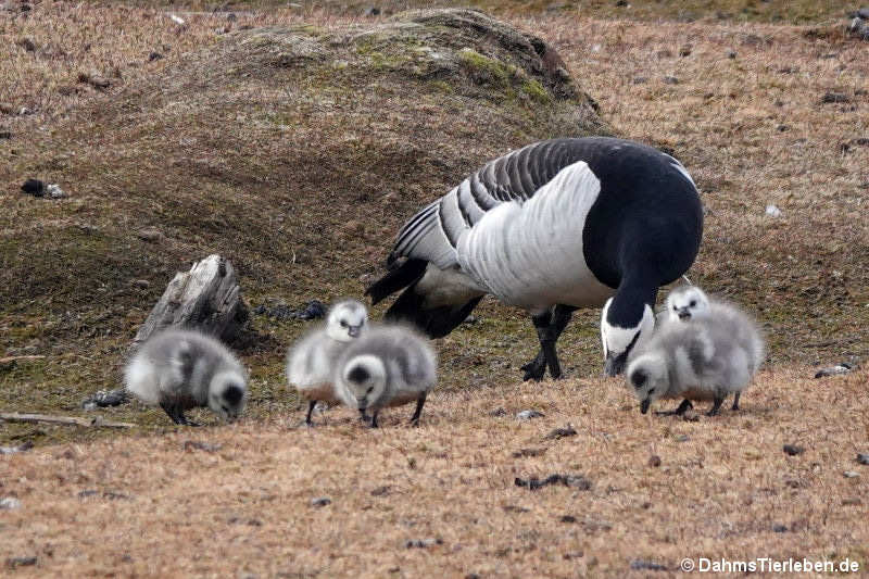 Weißwangengans mit Jungvögeln (Branta leucopsis)