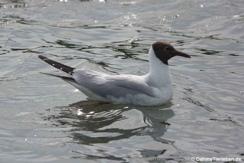 Lachmöwe (Chroicocephalus ridibundus)