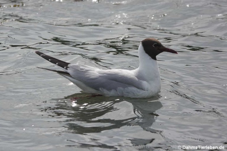 Chroicocephalus ridibundus