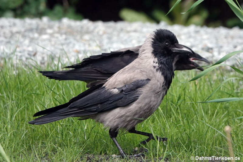 Nebelkrähen (Corvus cornix cornix)