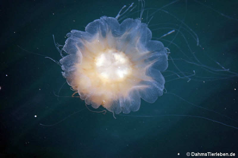 Gelbe Haarqualle (Cyanea capillata)