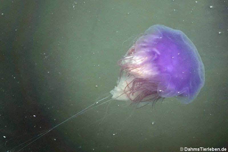 Blaue Nesselqualle (Cyanea lamarckii)