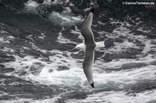 Dreizehenmöwe (Rissa tridactyla) in Honningsvåg, Norwegen