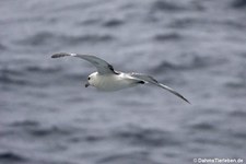 Eissturmvogel (Fulmarus glacialis) nahe Honningsvåg in Norwegen