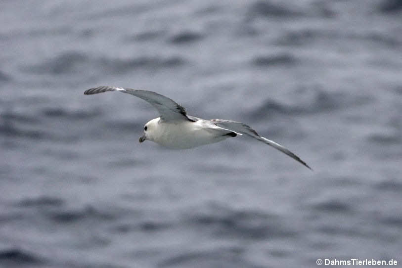 Eissturmvogel (Fulmarus glacialis)