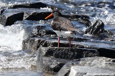 Austernfischer (Haematopus ostralegus ostralegus) in Nordfjordeid, Norwegen