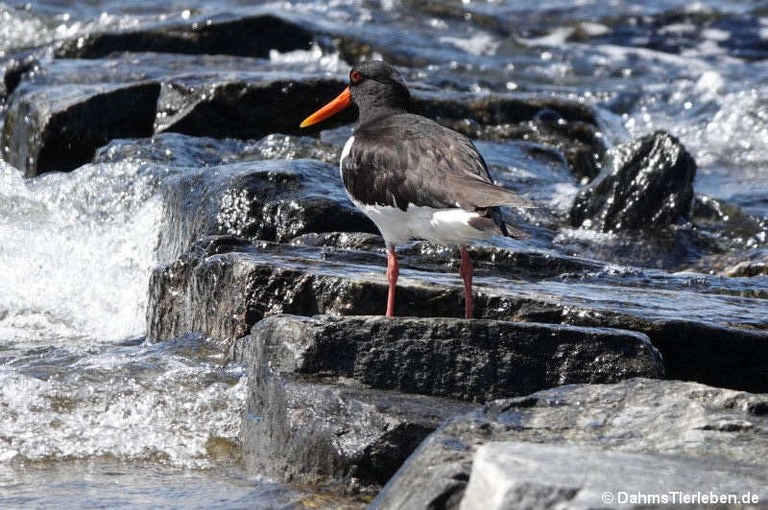 Haematopus ostralegus ostralegus