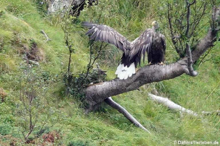 Haliaeetus albicilla