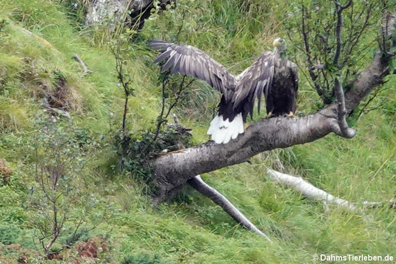 Seeadler (Haliaeetus albicilla)