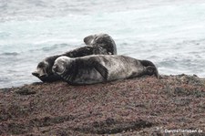 Atlantische Kegelrobben (Halichoerus grypus atlantica) in Gjesværstappan, Norwegen