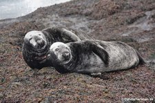 Atlantische Kegelrobben (Halichoerus grypus atlantica) in Gjesværstappan, Norwegen