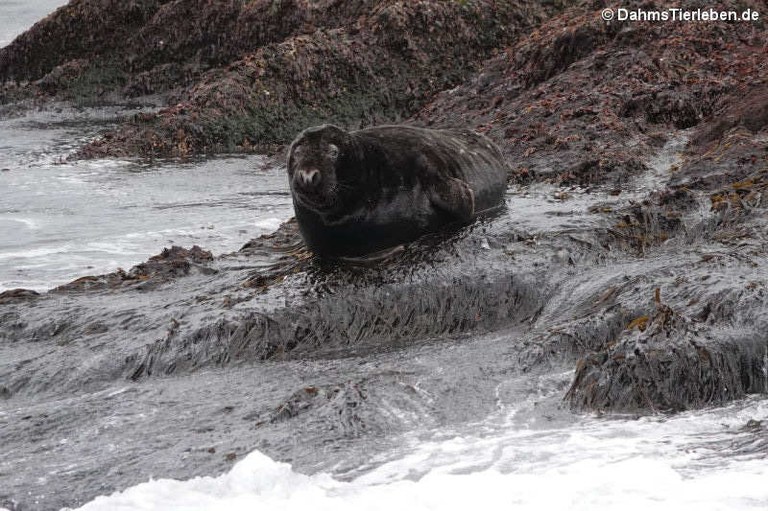 Halichoerus grypus atlantica