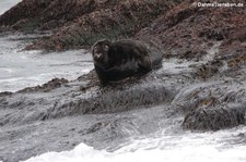 Atlantische Kegelrobbe (Halichoerus grypus atlantica) in Gjesværstappan, Norwegen