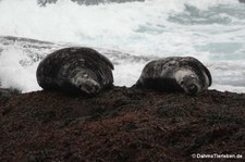 Atlantische Kegelrobben (Halichoerus grypus atlantica) in Gjesværstappan, Norwegen