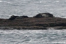 Atlantische Kegelrobben (Halichoerus grypus atlantica) in Gjesværstappan, Norwegen