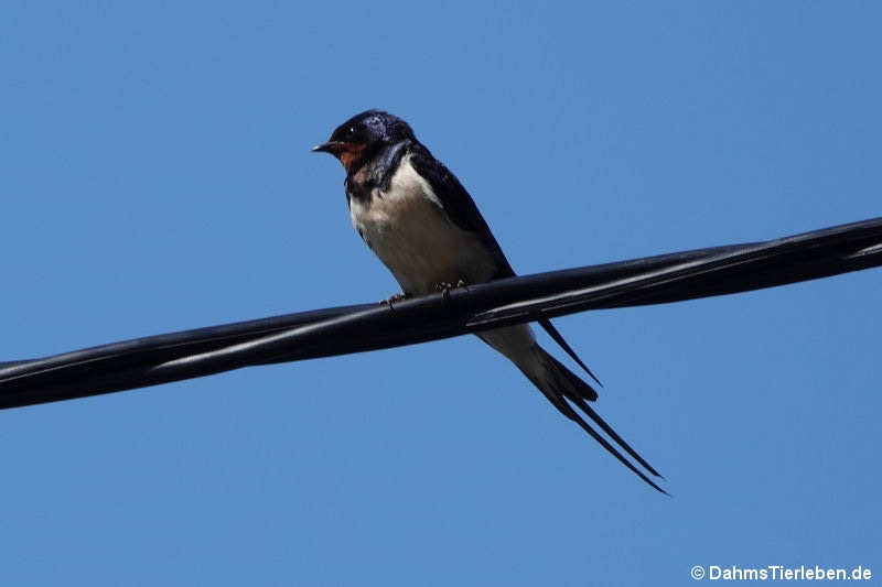 Rauchschwalbe (Hirundo rustica)