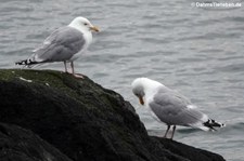 Silbermöwen (Larus argentatus argentatus) in Gjesværstappan, Norwegen