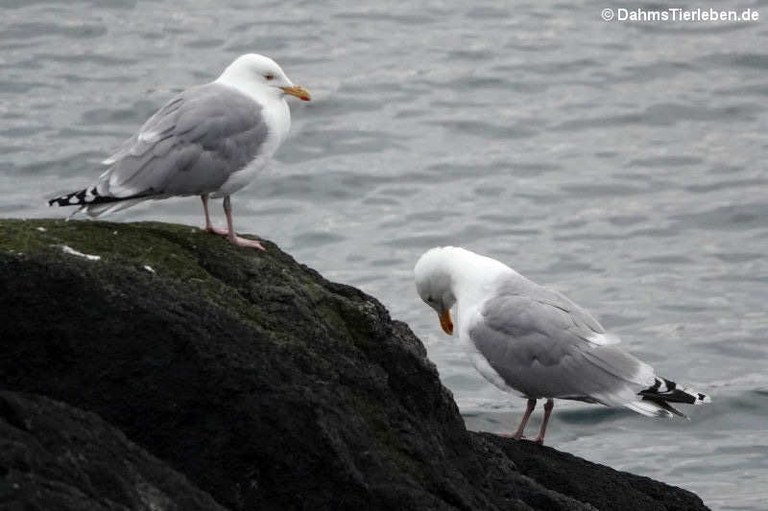 Larus argentatus argentatus