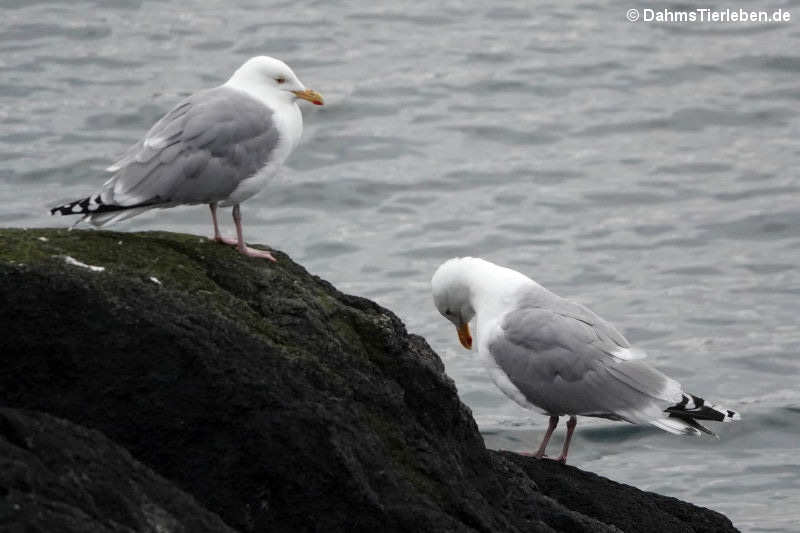 Silbermöwen (Larus argentatus argentatus)