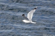 Sturmmöwen  (Larus canus canus) in Stavanger, Norwegen