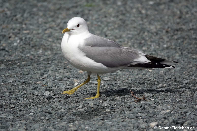 Sturmmöwe (Larus canus canus)