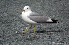 Sturmmöwe  (Larus canus canus) in Trontheim, Norwegen