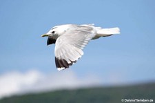 Sturmmöwen  (Larus canus canus) in Nordfjordeid, Norwegen