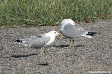 Sturmmöwen  (Larus canus canus) in Stavanger, Norwegen