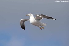 Heringsmöwe (Larus fuscus intermedius) in Bergen, Norwegen