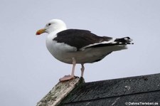 Mantelmöwe (Larus marinus) in Gjesvær, Norwegen