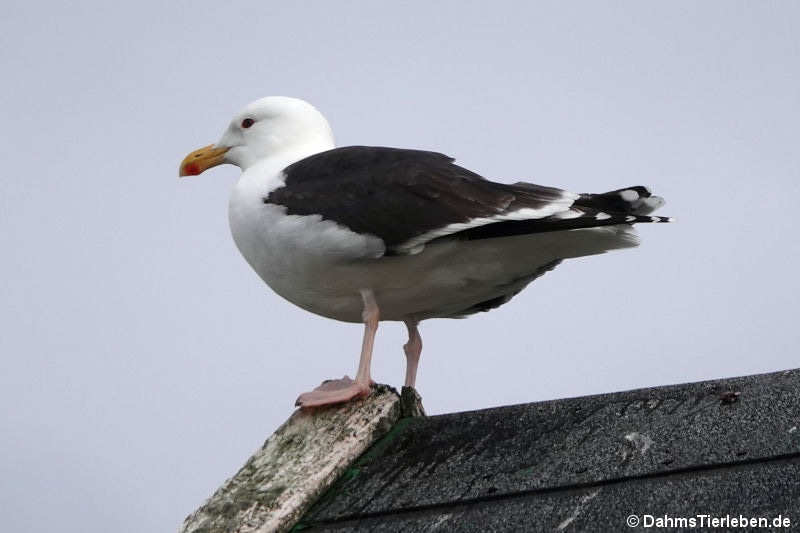 Mantelmöwe (Larus marinus)