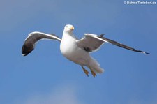 Heringsmöwe (Larus fuscus intermedius) in Bergen, Norwegen