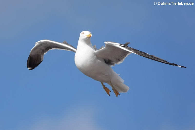 Heringsmöwe (Larus fuscus intermedius)